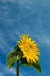 Sunflower Against a Cloudy Blue Sky With Plenty of Copy Space