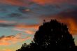 Spectacular Cloudy Sunset over the trees