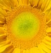 Sunflower Macro