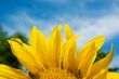 Sunflower Against a Cloudy Blue Sky With Plenty of Copy Space