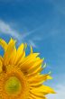 Sunflower Against a Cloudy Blue Sky With Plenty of Copy Space