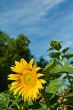 Sunflower Against a Cloudy Blue Sky With Plenty of Copy Space