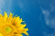 Sunflower Against a Cloudy Blue Sky With Plenty of Copy Space