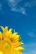 Sunflower Against a Cloudy Blue Sky With Plenty of Copy Space