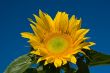 Sunflower and Blue Sky