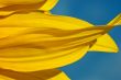 Macro: Sunflower Petals Agains a Blue Sky