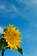 Sunflower Against a Cloudy Blue Sky With Plenty of Copy Space