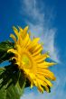 Sunflower Against a Cloudy Blue Sky With Plenty of Copy Space