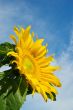 Sunflower Against a Cloudy Blue Sky With Plenty of Copy Space