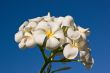 Bunch of White Frangipani Flowers and Blue Sky