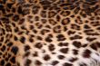 Skin of the leopard