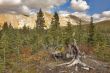 Small fur-trees at high mountains.