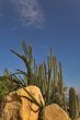 Cactuses and stones.