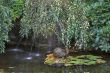 Picturesque fountain-snail.