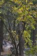 Footpath in a wood.