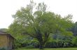 Big Tree in the Monza Park
