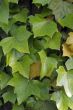 Ivy