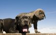 italian mastiff mother and puppy