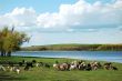 Goats grazing