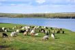 Goats grazing