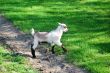 Kid goat