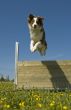 jumping australian shepherd