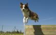 jumping australian shepherd