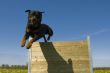 jumping rottweiler