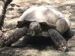 Big turtle