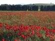 Poppies landscape