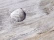 Shell on the trunk