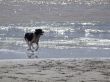 Dog running