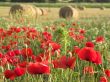 Poppies details