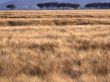 Wheat field