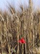 Poppy in the wheat