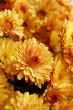 Orange chrysanthemum