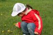little girl in red coat tear flower dandelion
