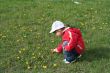 little girl in red coat tear flower dandelion