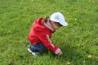 little girl in red coat tear flower dandelion