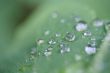 water drops of dew on green leaf. Macro shot
