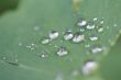 water drops of dew on green leaf. Macro shot