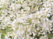 bird cherry