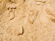 wooden sawdust