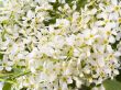 bird cherry