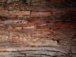 Tree Texture