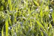 Green grass background with water droplets