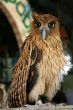 philippine eagle
