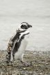 walking penguin