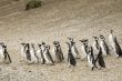 walking penguins