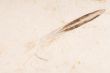 marine fossil